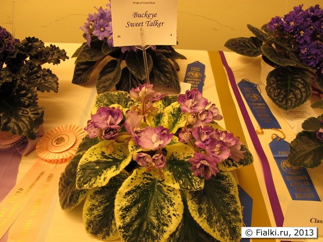 Buckeye Sweet Talker