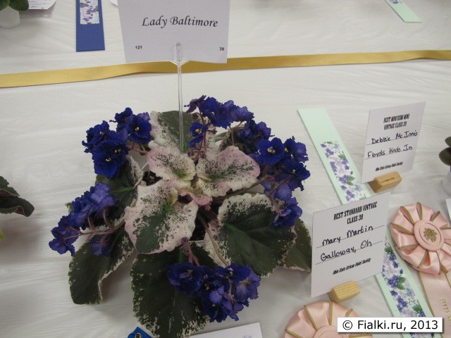 plant