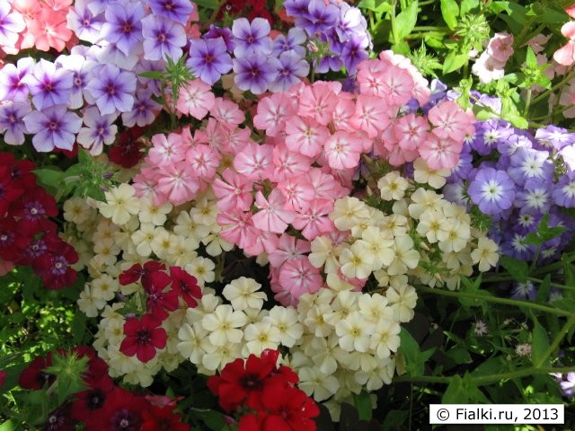 флоксы