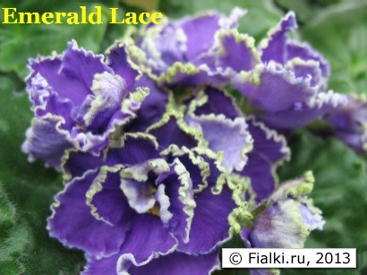 Emerald Lace