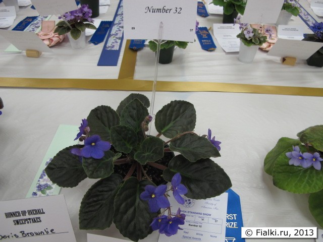 plant