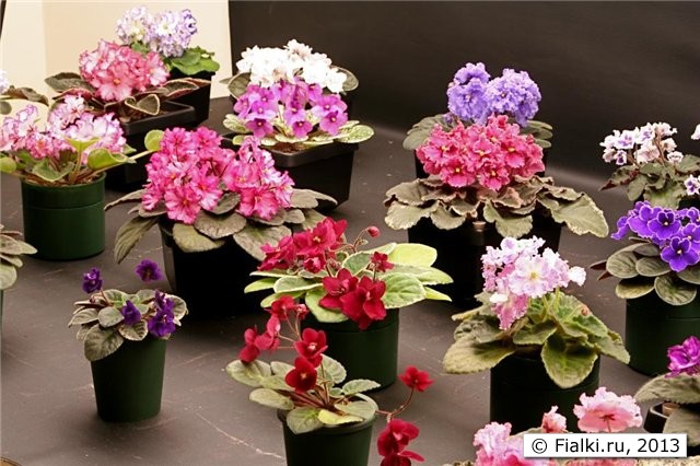 plants