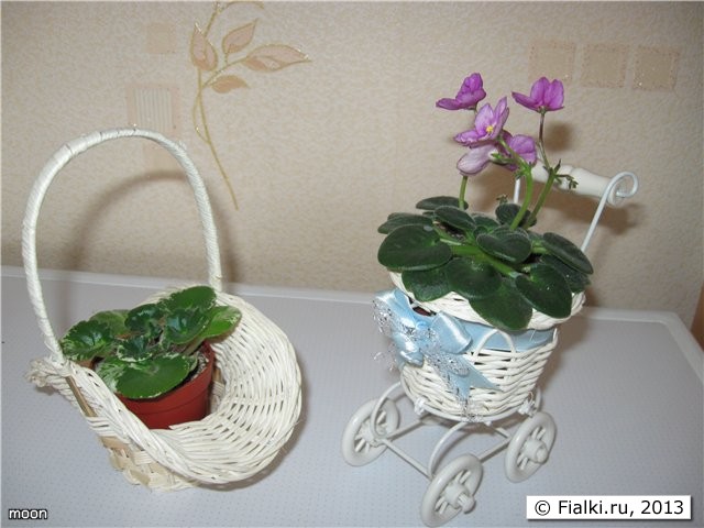 кашпо с фиалками