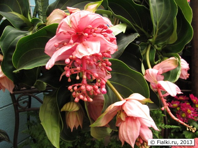 pink flower