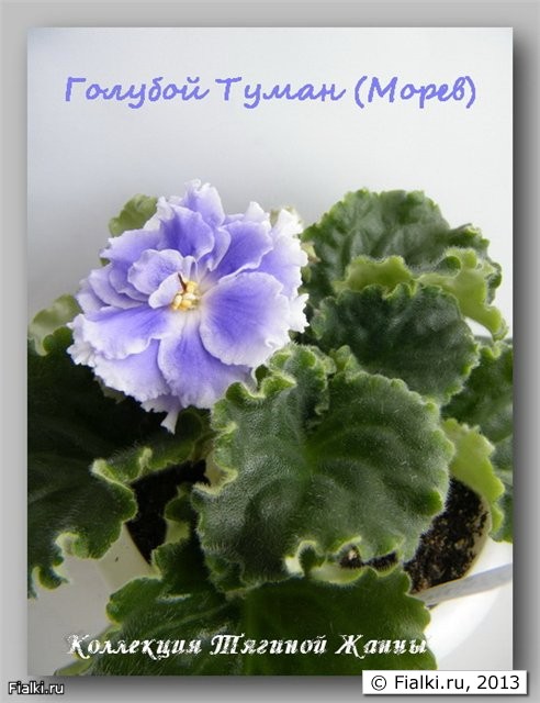 Голубой Туман (Морев)
