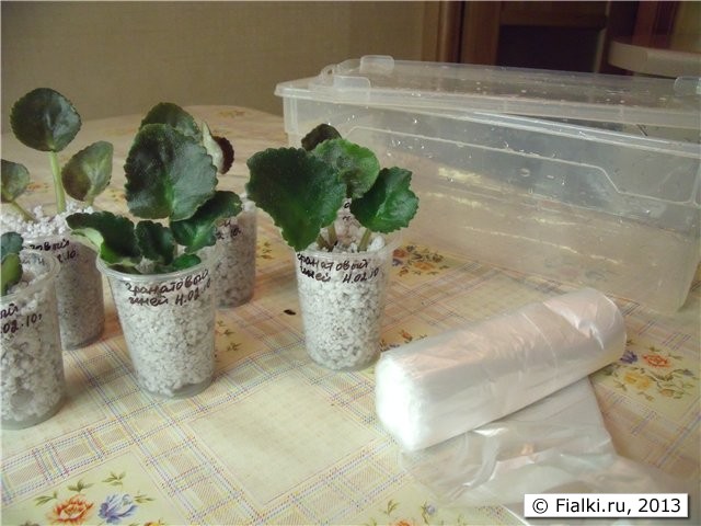 Fialki.ru