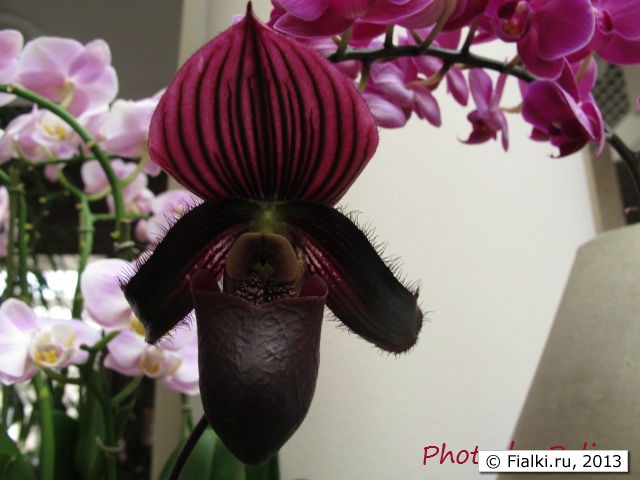 orchid