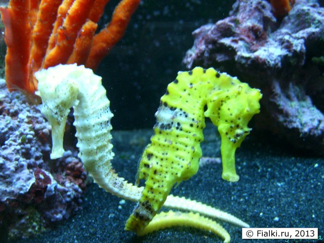 sea horses