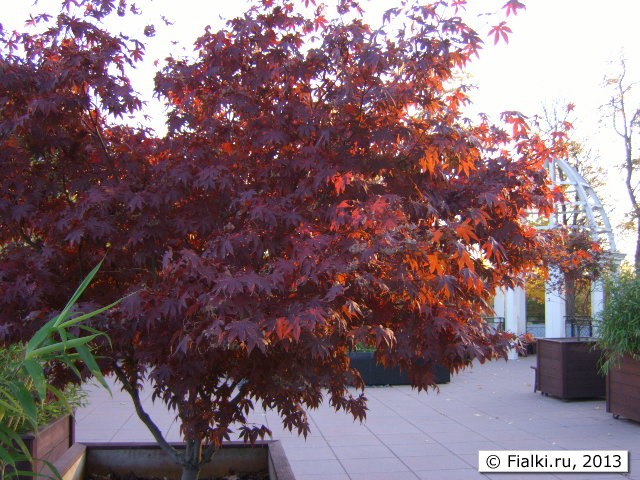 japanees maple