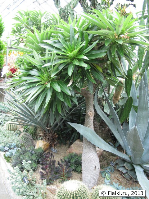 plant