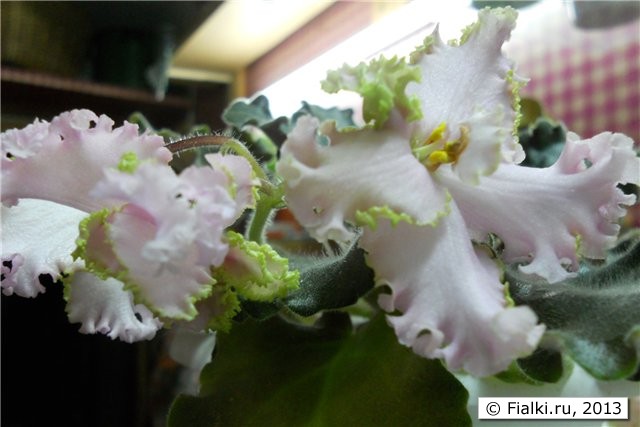 крупные нежно розовые цветы орхидной формы с крученым салатовым кантом, листья тёмные, волнистые, розетка средняя, цветоносы опадающие