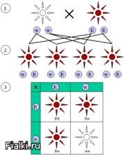 Схема первого и второго закона Менделя.