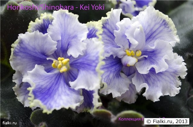 Kei-Yoki