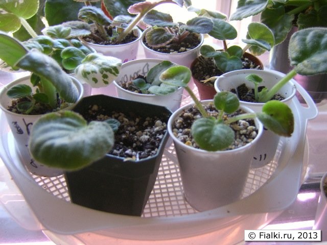 shalow pot 4