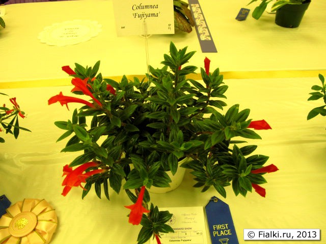 plant