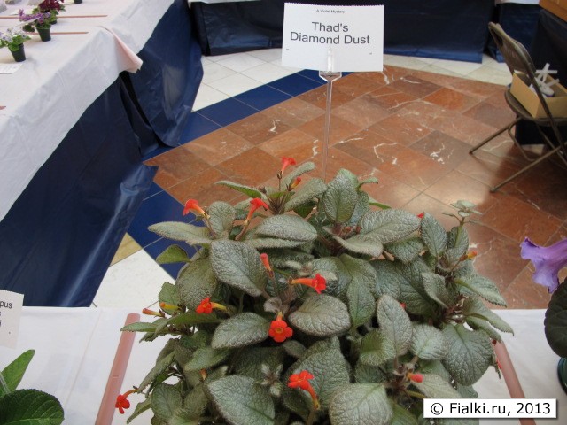 episcia