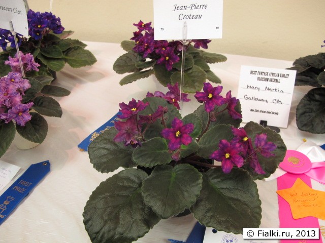 plant