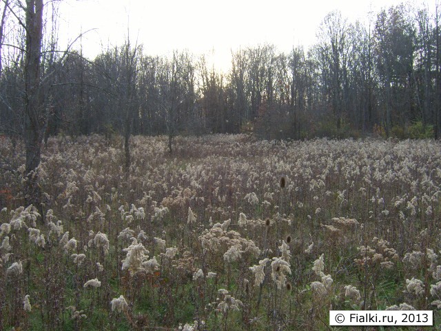 silver field