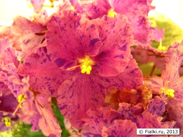 plant