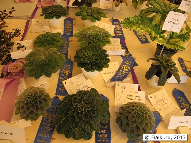 show table
