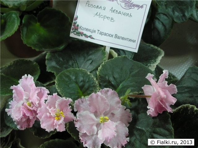 Розовая Акварель