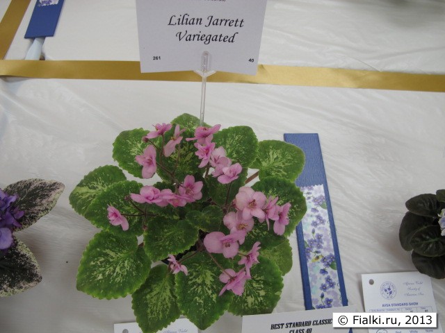 plant