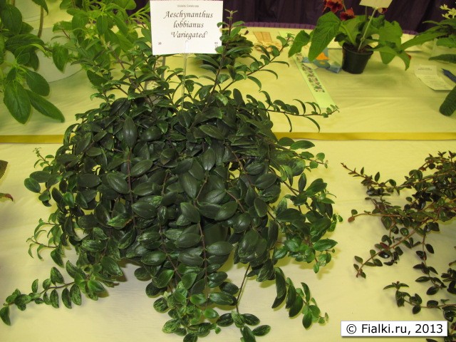 plant