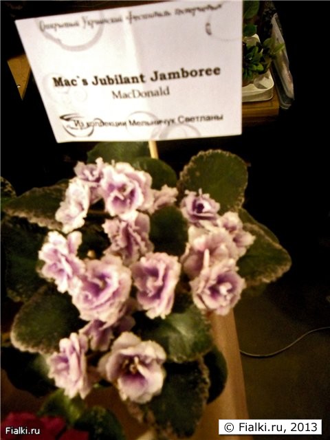 махровые белые цветочки с лиловым центром и лёгким салатовым кантом, тёмные листья с серой окаймляющей пестролистностью, миниатюра
