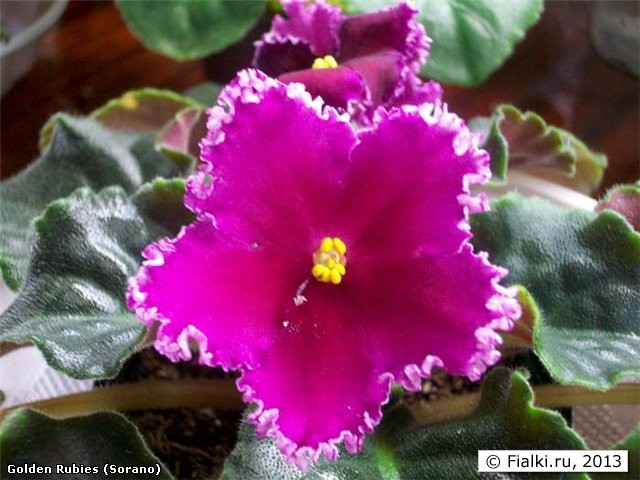 Golden Rubies (Sorano)