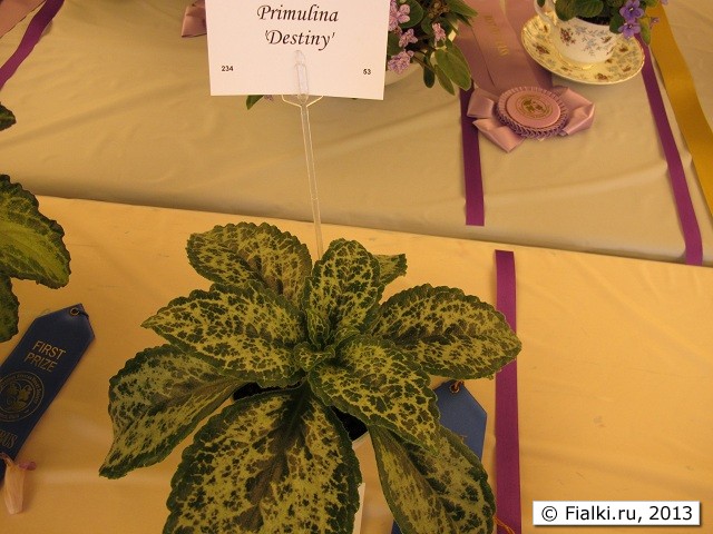 Primulina 'Destiny'