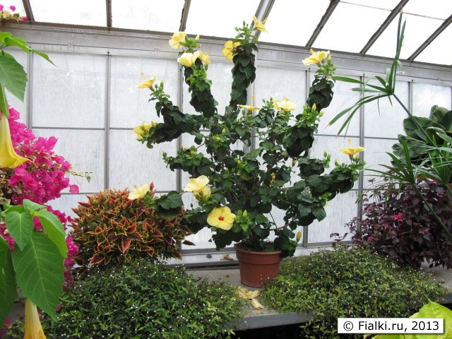 greenhouse