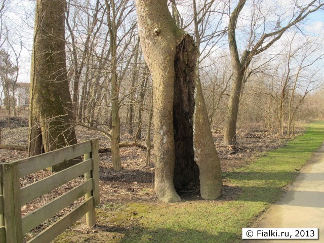 tree