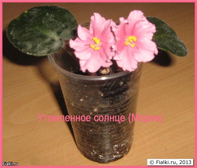 детка Утомленное солнце детка Утомленное солнце