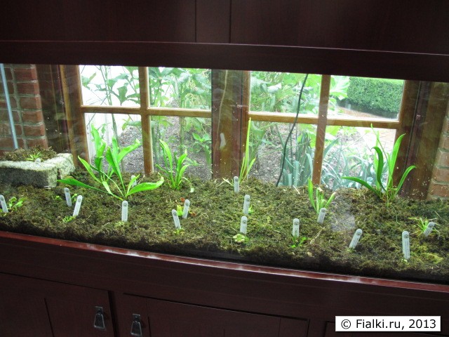 plant