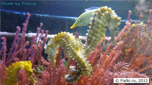 seahorses