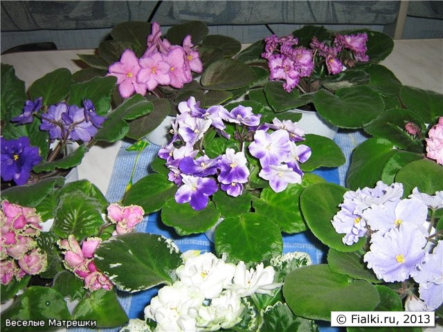 Веселые Матрешки