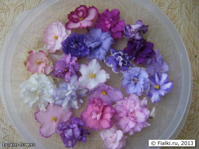 broken flowers