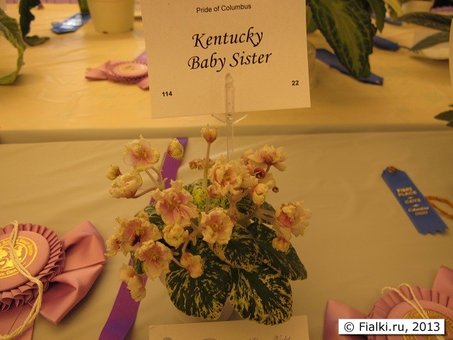 Kentucky Baby Sister