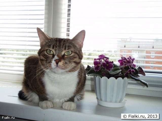 фиалка,кошка Фаня