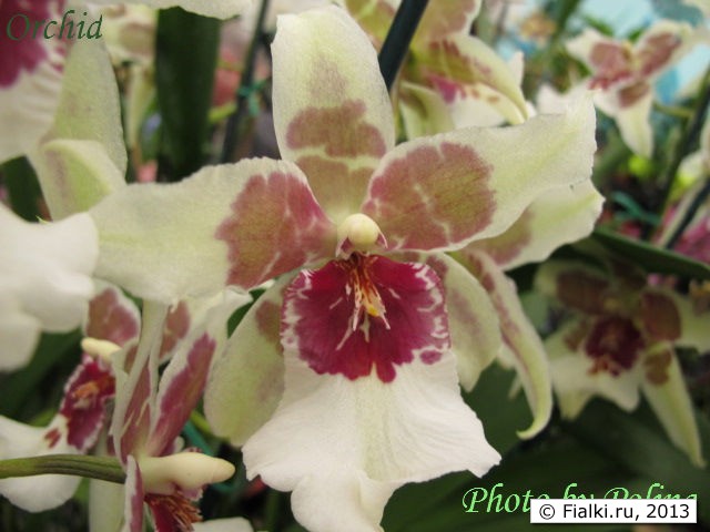 orchid