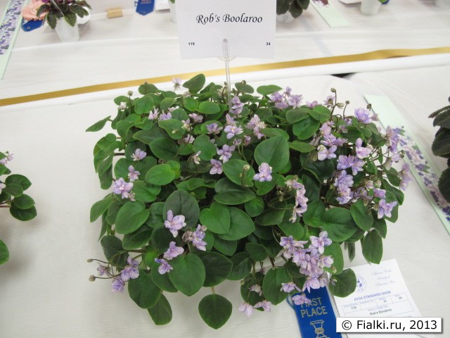 plant