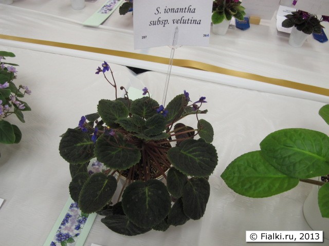 plant