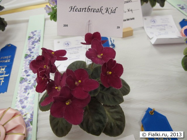 plant