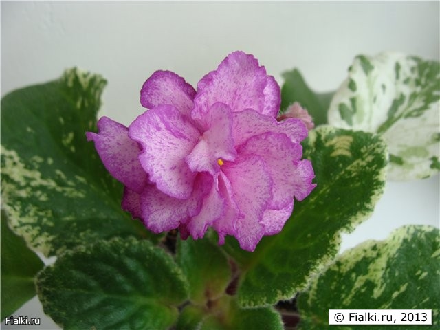 Fredette's Risen Star