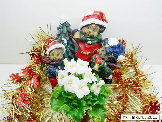 фиалки
