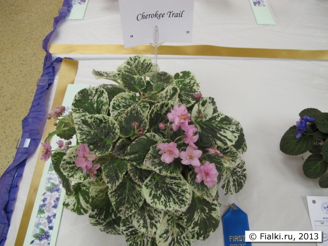 plant