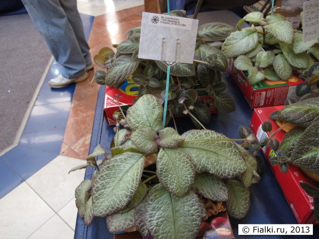 episcia