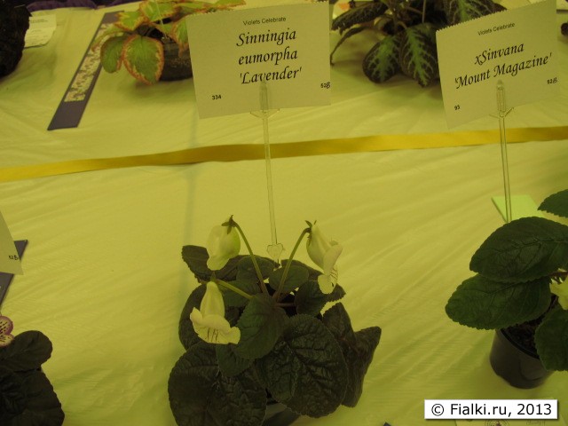 plant