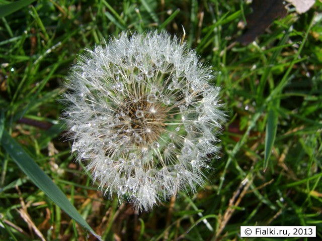 grass 2