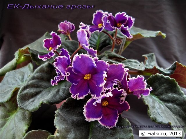 дыхание грозы